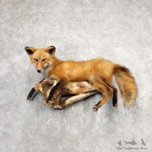 Red Fox Life-Size Mount For Sale #21111 @ The Taxidermy Store