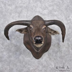 Water Buffalo Taxidermy Head Mount #12532 For Sale @ The Taxidermy Store
