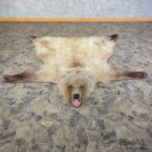 Grizzly Bear Taxidermy Rug Mount For Sale #25583 @ The Taxidermy Store