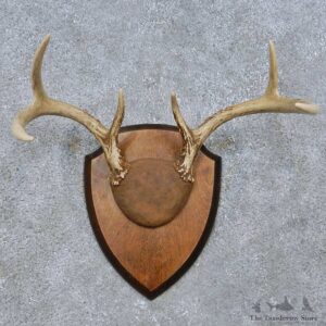 Whitetail Deer Antler Plaque Mount For Sale #15069 @ The Taxidermy Store