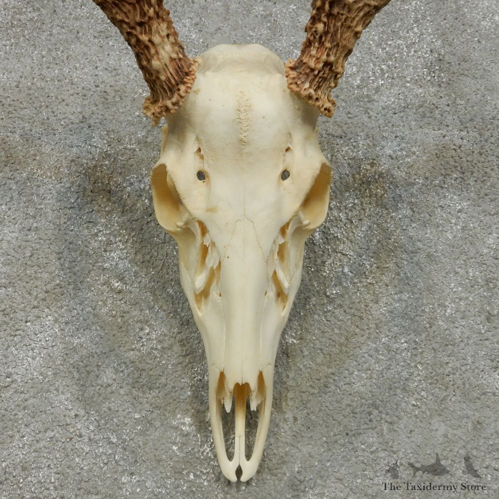 Whitetail Deer Skull European Mount For Sale #14641 @ The Taxidermy Store