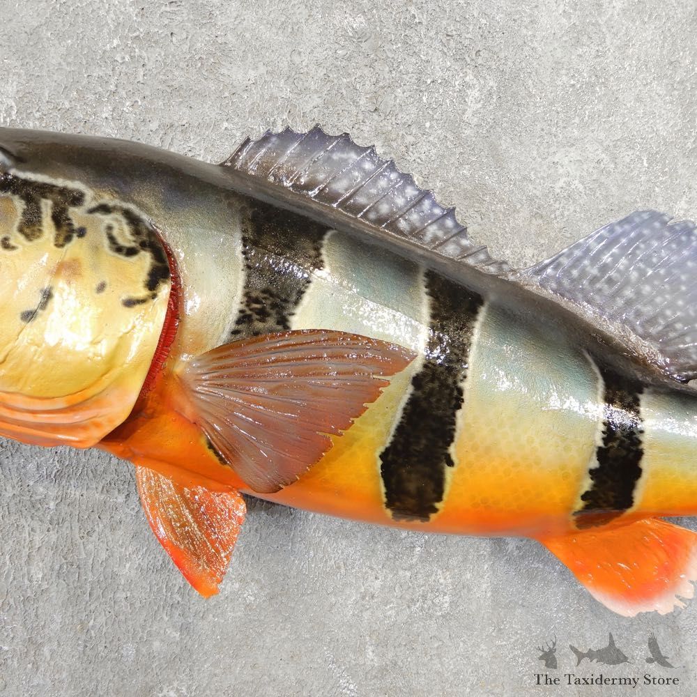 Peacock Bass Fish Mount For Sale #21093 @ The Taxidermy Store