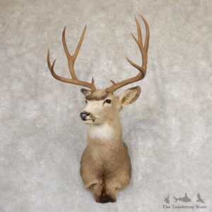 Mule Deer Shoulder Mount For Sale #18987 @ The Taxidermy Store