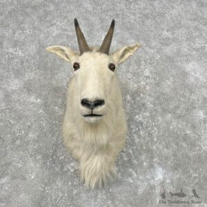 Mountain Goat Shoulder Mount For Sale #26810 - The Taxidermy Store