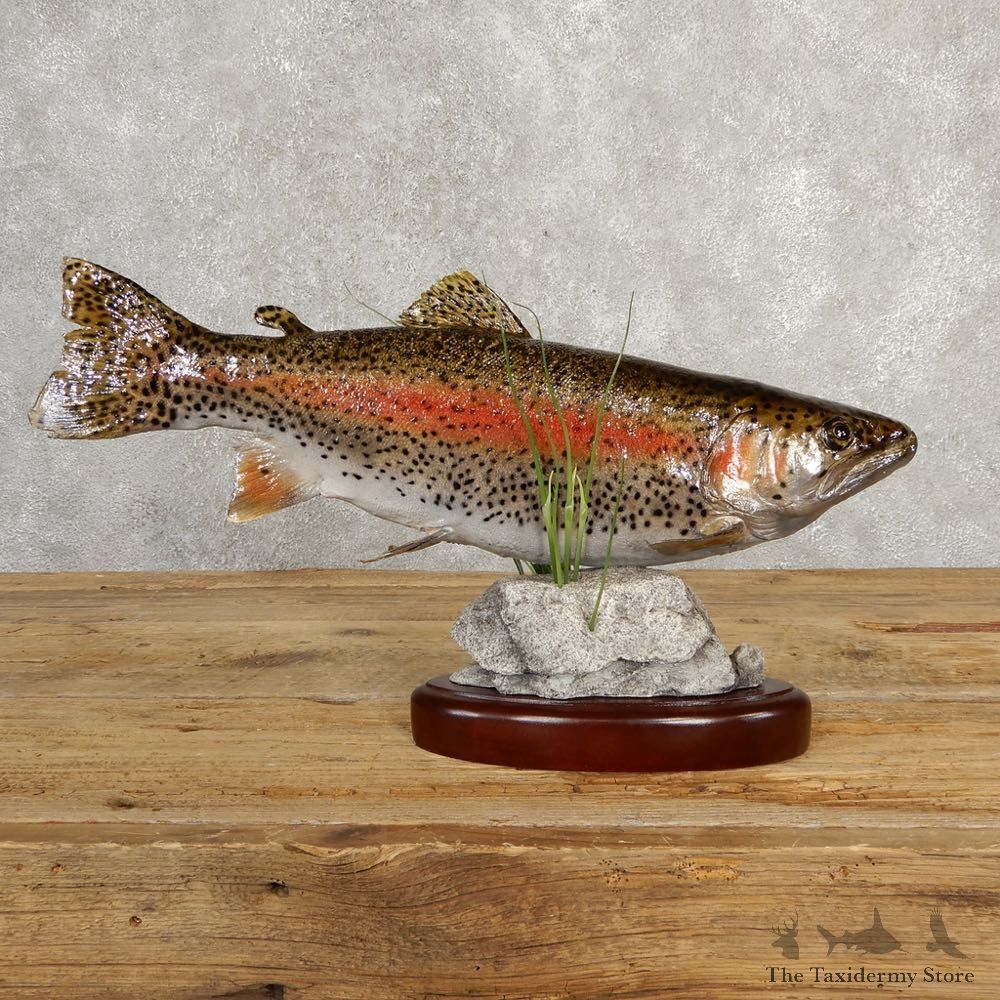 Rainbow Trout Fish Mount For Sale #20617 @ The Taxidermy Store