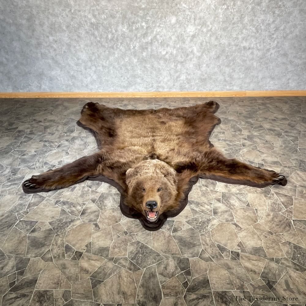 Grizzly Bear Rug Mount For Sale #27855 @ The Taxidermy Store