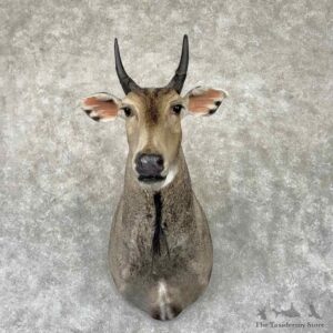 Nilgai Antelope Shoulder Mount For Sale #32346 @ The Taxidermy Store
