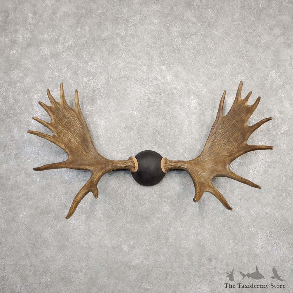 Canadian Moose Antler Plaque For Sale #20332 @ The Taxidermy Store