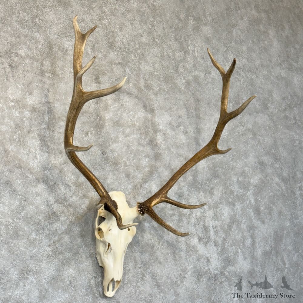 Rocky Mountain Elk Skull European Mount For Sale #28786 @ The Taxidermy Store