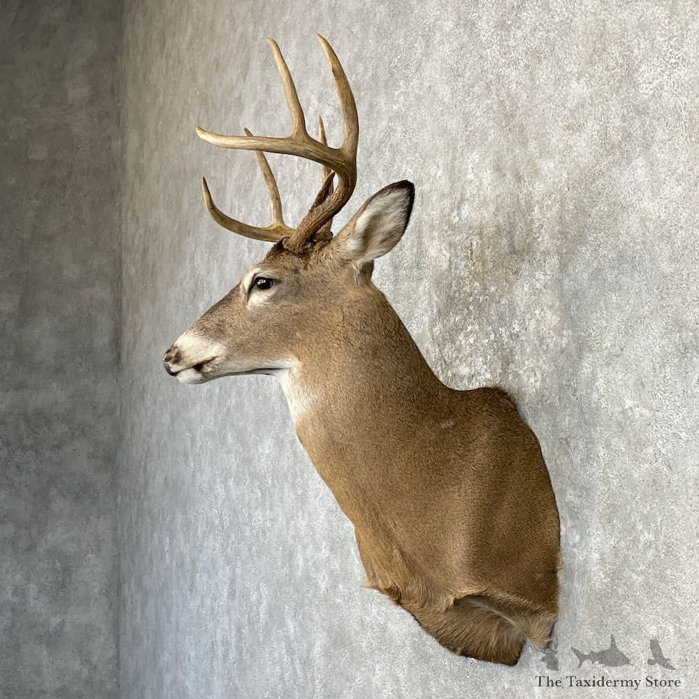 Whitetail Deer Shoulder Mount For Sale #27140 - The Taxidermy Store