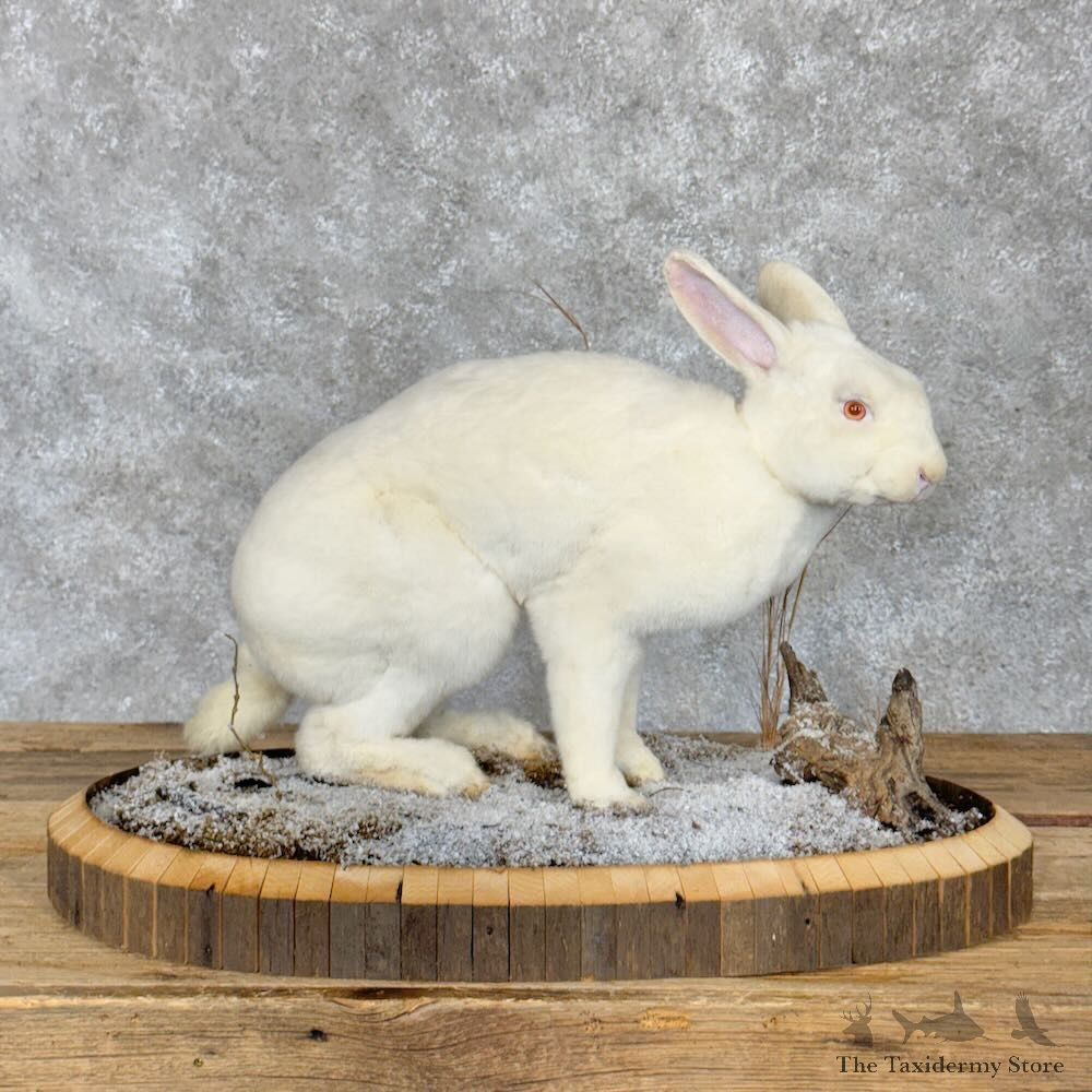 Albino Rabbit Life-size Mount For Sale #28799 @ The Taxidermy Store