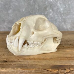 Mountain Lion Cougar Full Skull For Sale #25463 @ The Taxidermy Store