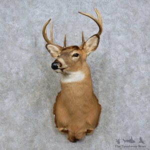 Whitetail Deer Shoulder Mount For Sale #15836 @ The Taxidermy Store