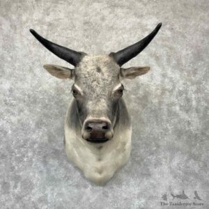 Zebu Bull Shoulder Mount For Sale #32341 @ The Taxidermy Store