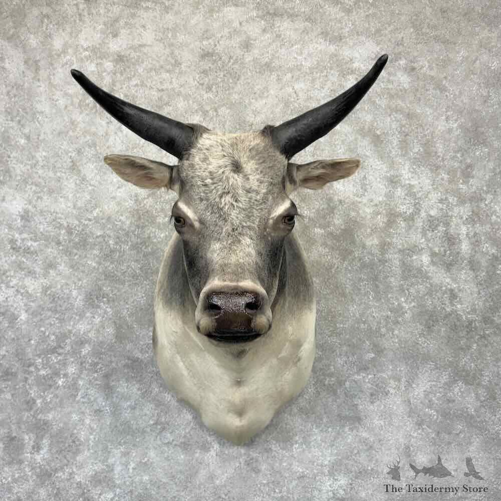Zebu Bull Shoulder Mount For Sale #32341 @ The Taxidermy Store