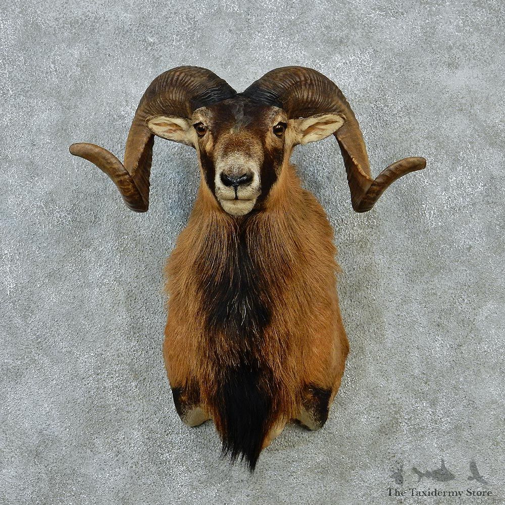 Corsican Shoulder Taxidermy Head Mount #12848 For Sale @ The Taxidermy Store