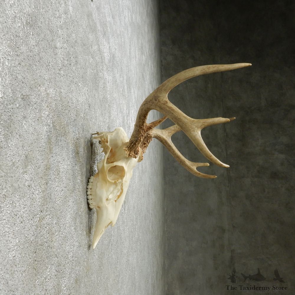 Whitetail Deer Skull European Mount For Sale #14641 @ The Taxidermy Store
