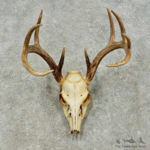Whitetail Deer Skull European Mount For Sale #16247 @ The Taxidermy Store