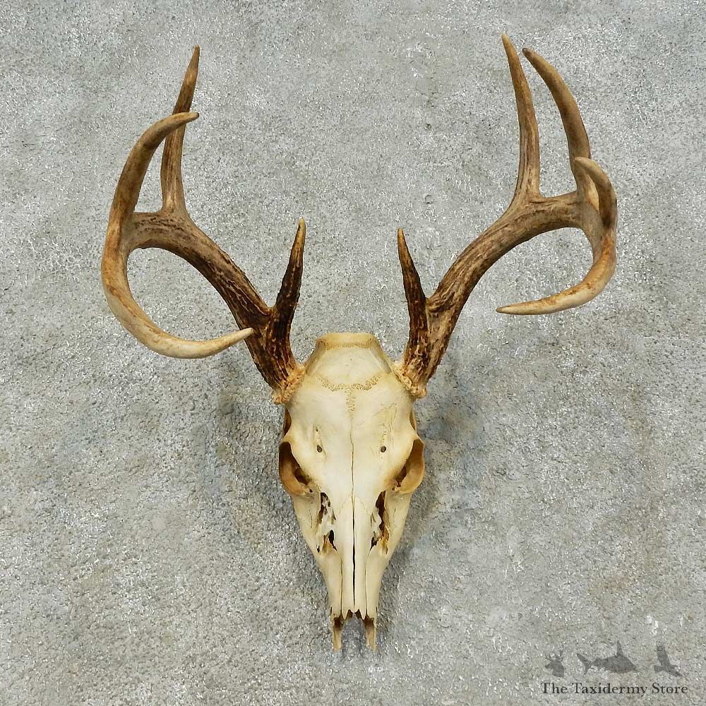 Whitetail Deer Skull European Mount For Sale #16247 @ The Taxidermy Store