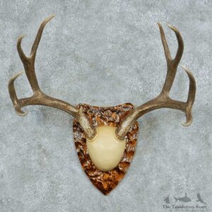 Mule Deer Antler Plaque Mount #13775 For Sale @ The Taxidermy Store