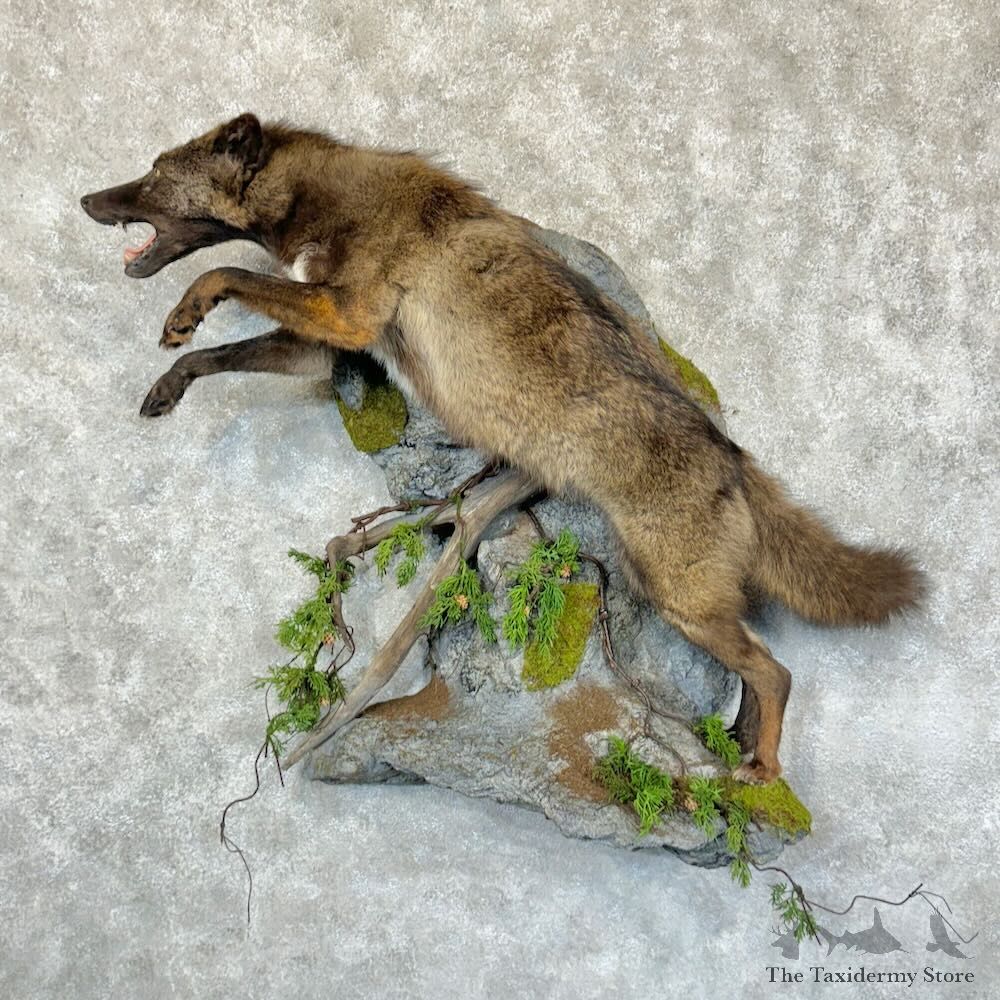 Black Coyote Life-Size Mount For Sale #29154 @ The Taxidermy Store