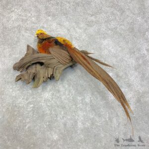 Golden Pheasant Mount For Sale #21723 @ The Taxidermy Store