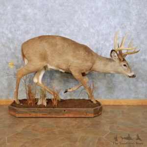 Whitetail Deer Life Size Mount For Sale #14060 @ The Taxidermy Store