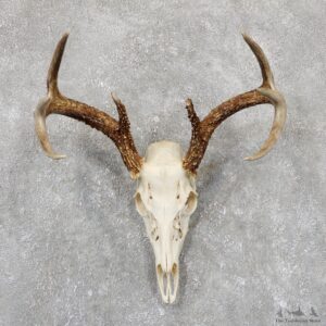 Whitetail Deer Skull European Mount For Sale #19411 @ The Taxidermy Store