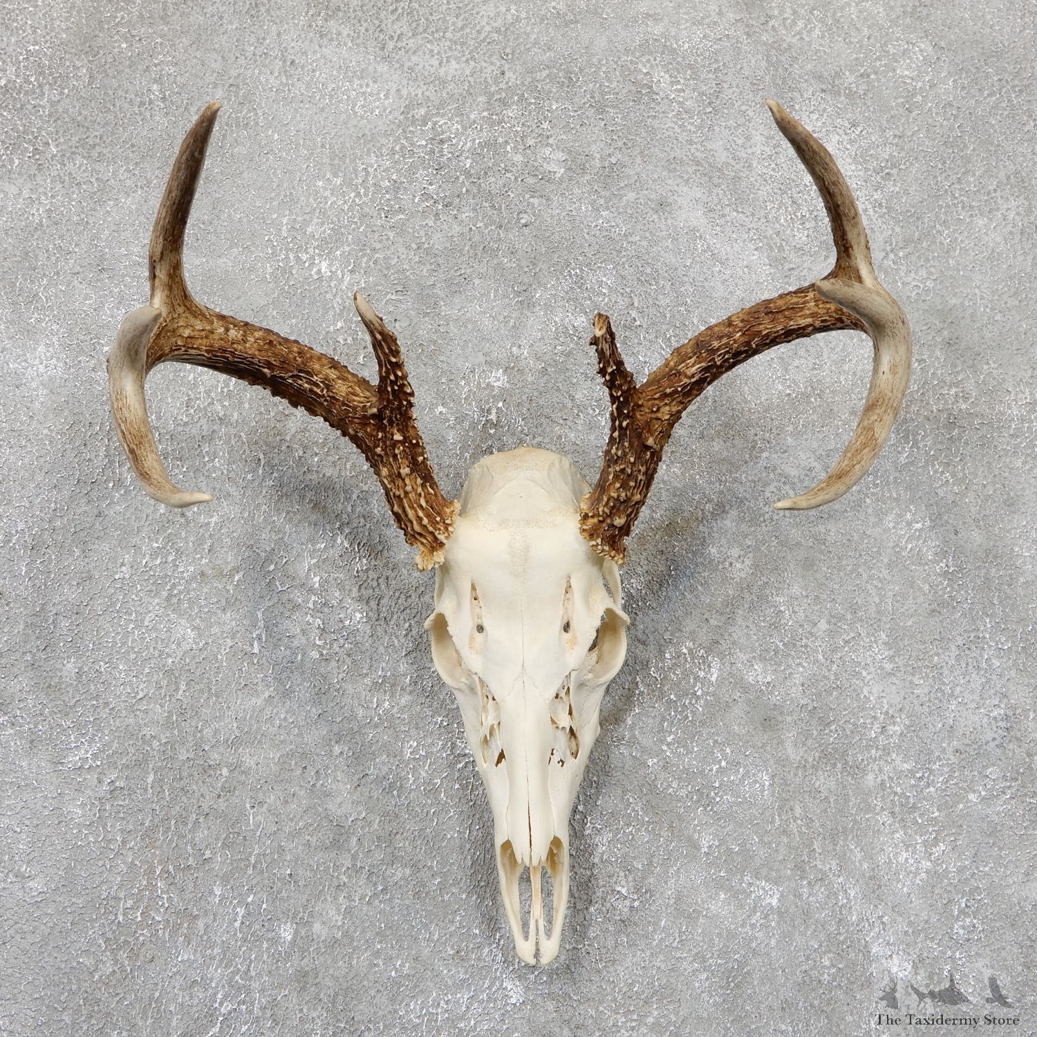 Whitetail Deer Skull European Mount For Sale #19411 @ The Taxidermy Store