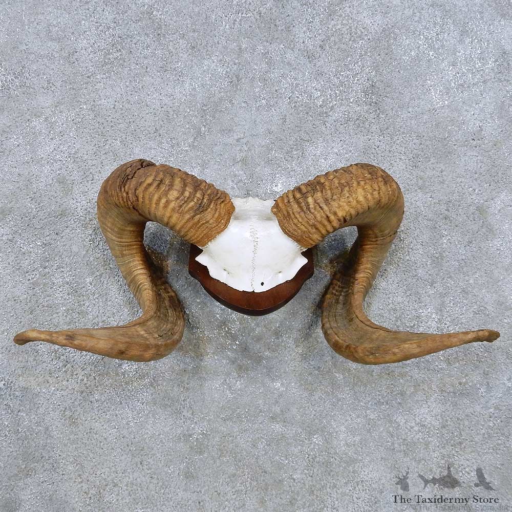 Corsican Ram Horn Plaque Taxidermy Mount For Sale #14484 @ The Taxidermy Store