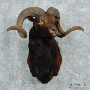 Black Hawaiian Ram Shoulder Taxidermy Mount #12954 For Sale @ The Taxidermy Store