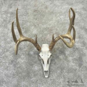 Whitetail Deer Skull European Mount For Sale #32206 @ The Taxidermy Store