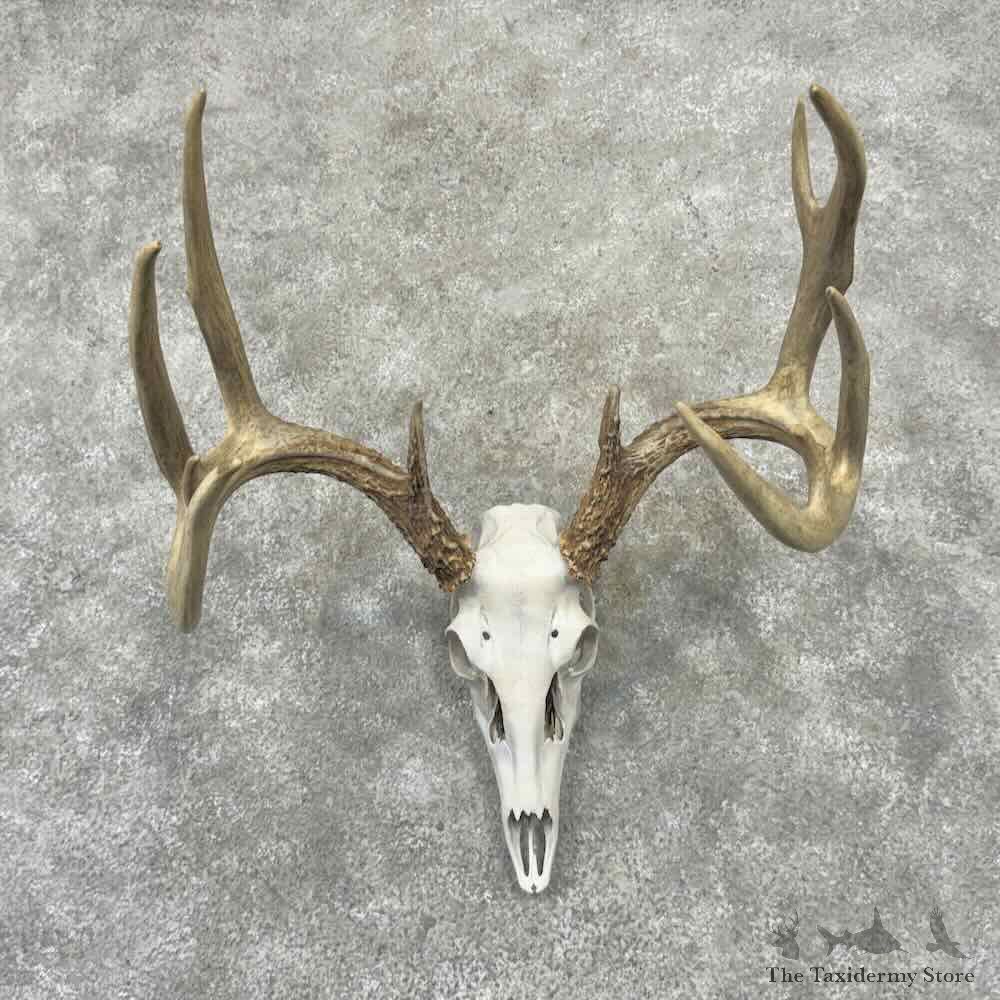 Whitetail Deer Skull European Mount For Sale #32206 @ The Taxidermy Store