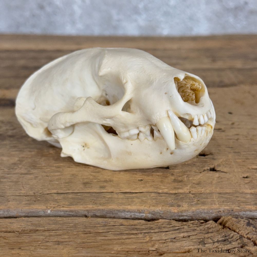 American Badger Full Skull Mount For Sale #29981 @ The Taxidermy Store