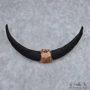 Water Buffalo Horns Taxidermy Mount #13833 For Sale @ The Taxidermy Store