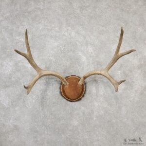 Mule Deer Taxidermy Antler Plaque #19133 For Sale @ The Taxidermy Store