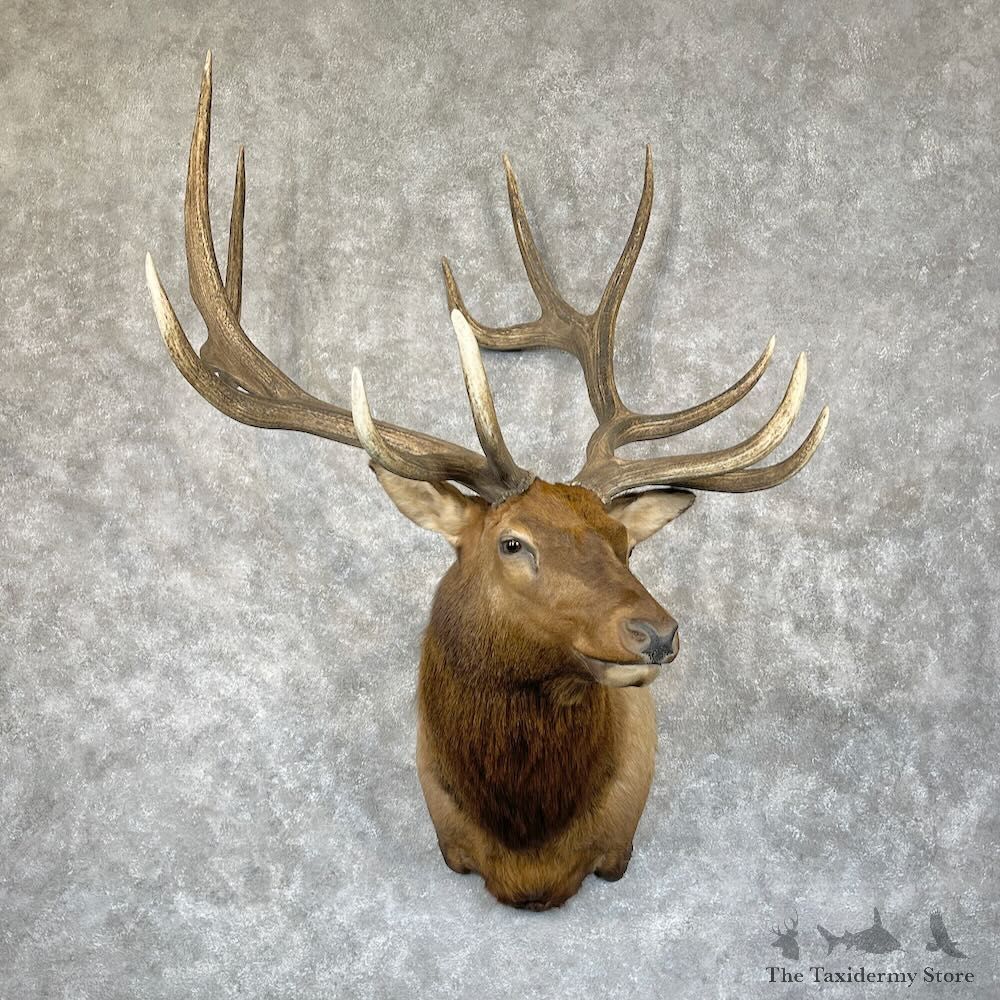 Rocky Mountain Elk Shoulder Mount For Sale #28307 @ The Taxidermy Store