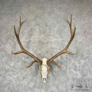Rocky Mountain Elk Skull European Mount For Sale #32062 @ The Taxidermy Store