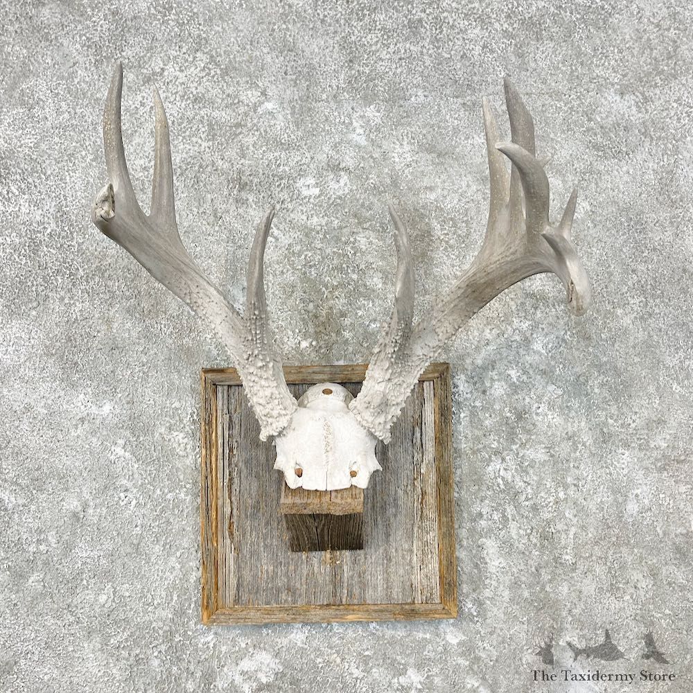 Whitetail Deer Skull European Mount For Sale #26857 @ The Taxidermy Store