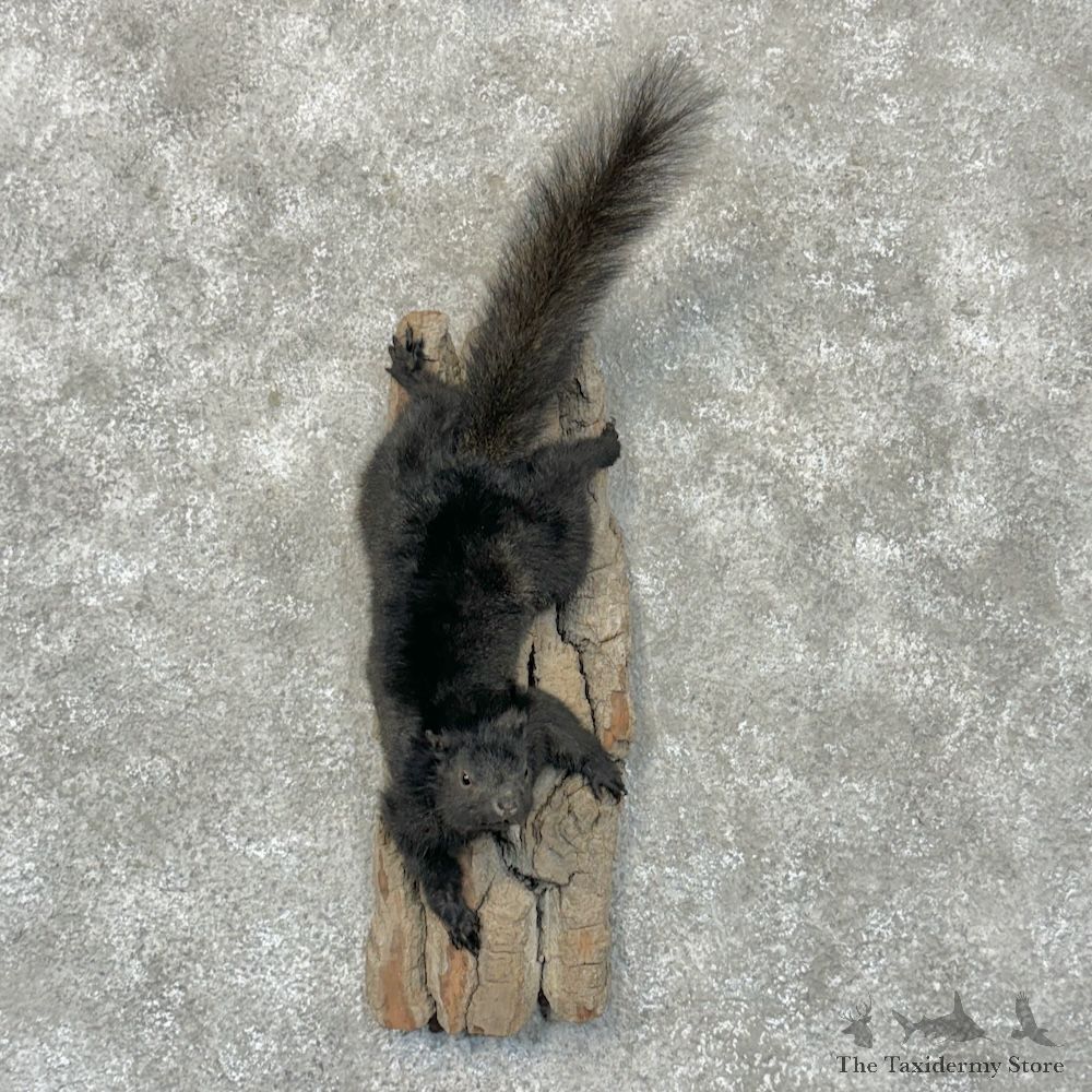 Black Squirrel Life-Size Mount For Sale #29700 @ The Taxidermy Store