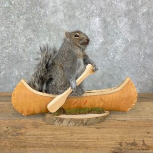 Canoe Squirrel Novelty Mount For Sale #23067 @ The Taxidermy Store