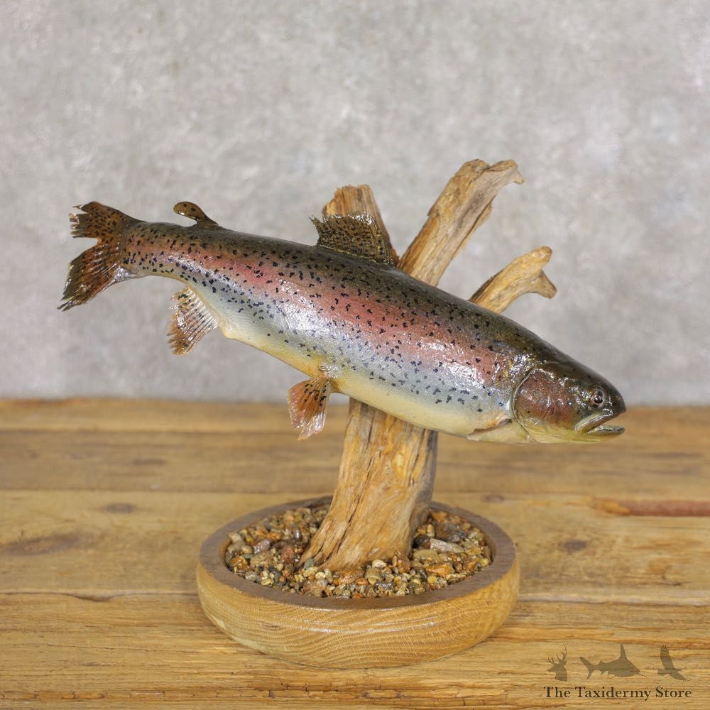 Rainbow Trout Fish Mount For Sale #22223 @ The Taxidermy Store