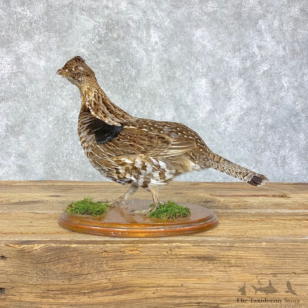 Ruffed Grouse Bird Mount For Sale #21397 @ The Taxidermy Store
