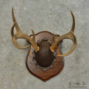 Whitetail Deer Antler Plaque Mount For Sale #16470 @ The Taxidermy Store