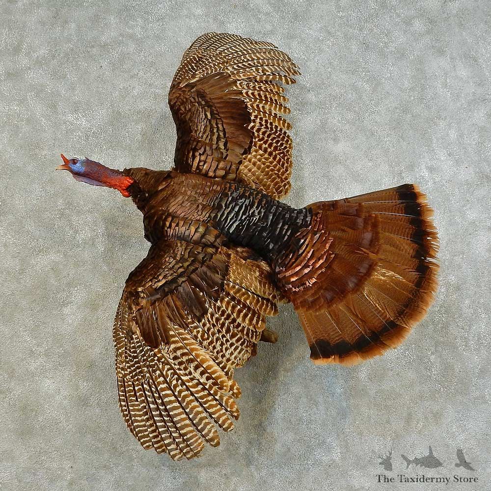 Eastern Turkey Bird Mount For Sale #16396 @ The Taxidermy Store