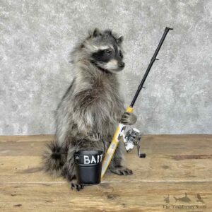 Fishing Raccoon Novelty Mount For Sale #30541 @ The Taxidermy Store