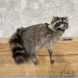 Raccoon Life-Size Mount For Sale #25041 @ The Taxidermy Store