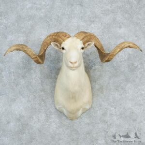 Texas Dall White Corsican Ram Taxidermy Mount #12964 For Sale @ The Taxidermy Store