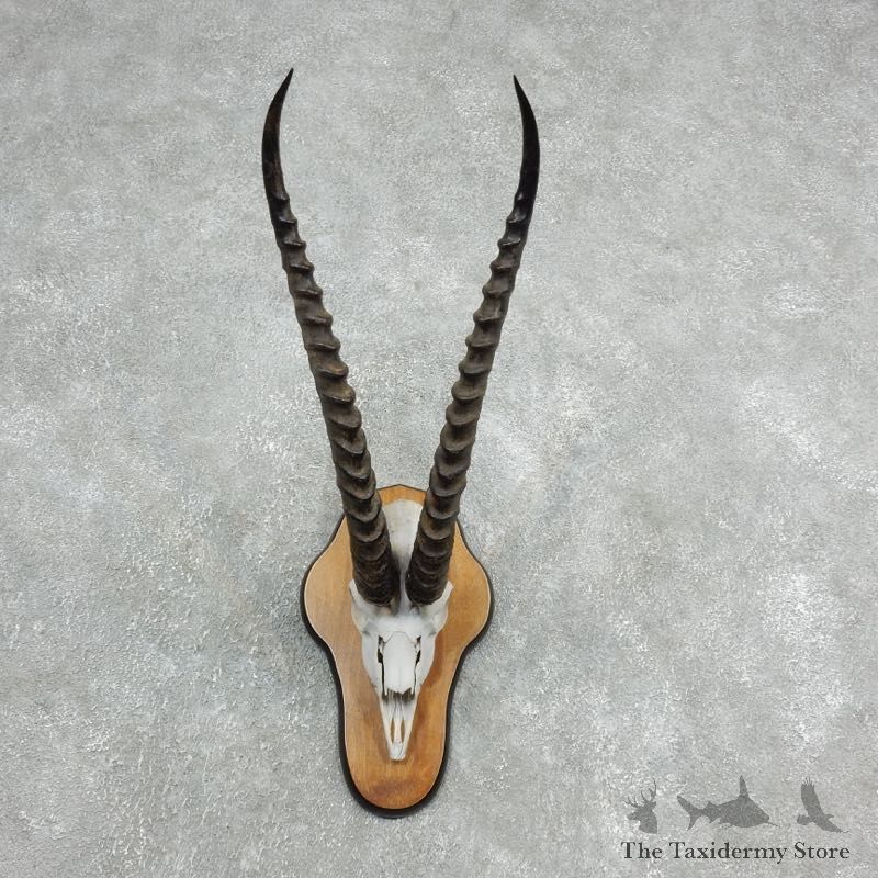 Grants Gazelle Skull Plaque Mount For Sale #18127 @ The Taxidermy Store