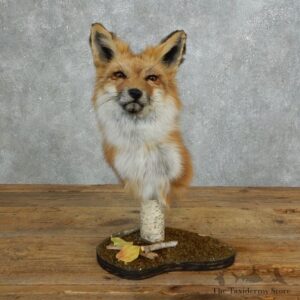 Red Fox Pedestal Mount #18270 For Sale @ The Taxidermy Store